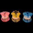 thumbnail image 2 of Dental Study Teeth Model Transparent Adult Pathological Disease Tooth Dentistry, 2 of 5