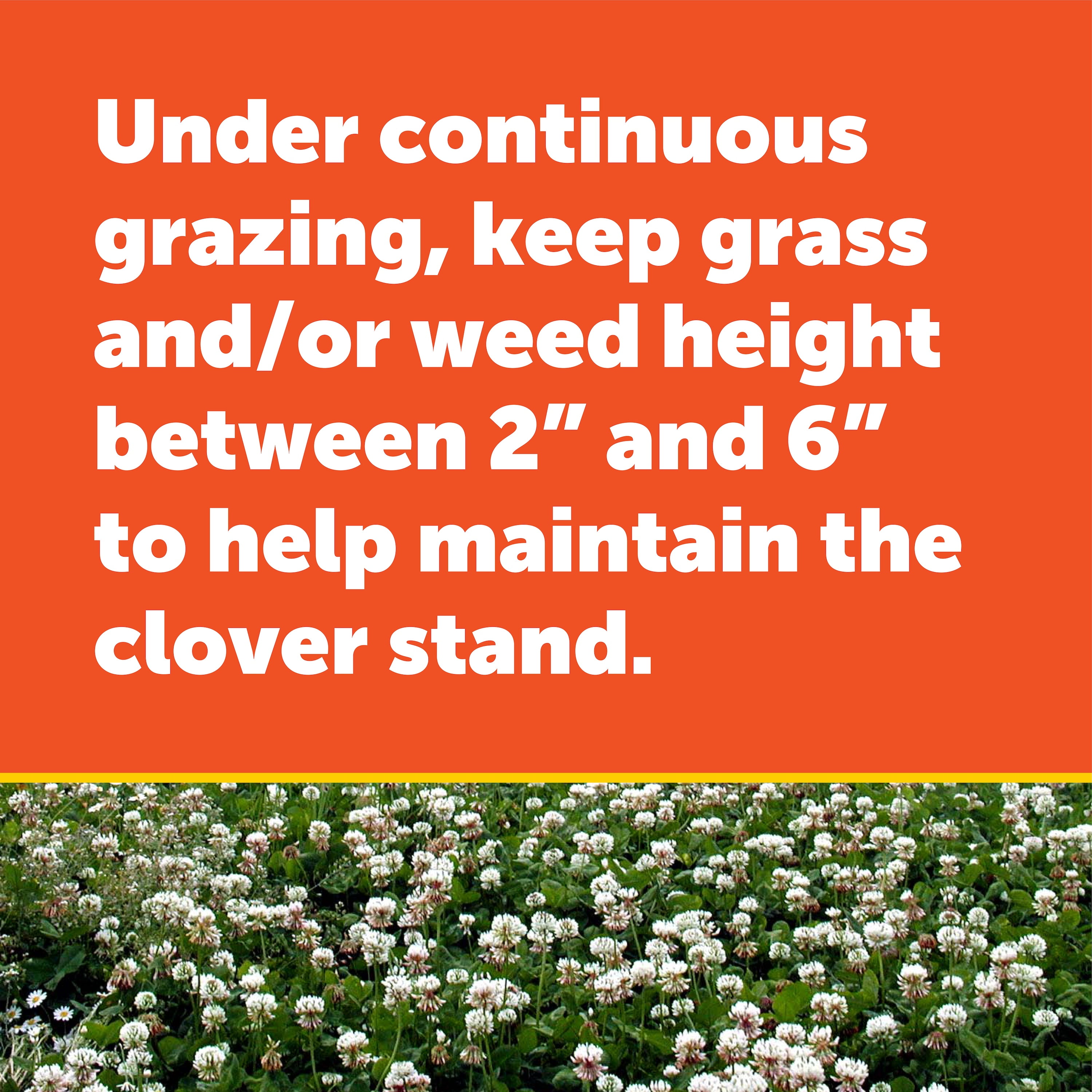 Pennington Durana Perennial White Clover Grass Seed, 25lb