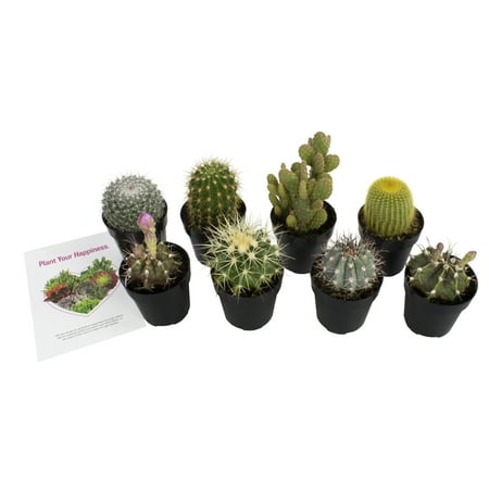 Altman Plants Assorted Cactus Collection 2.5" 8 Pack for DIY Succulent Gardens or Containers or Gifts