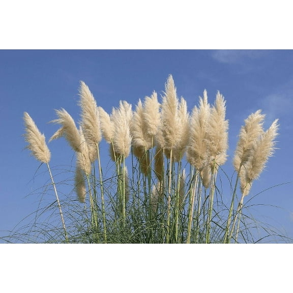 2 White Pampas Grass in 4 Inch Standard Nursery pot---Cortaderia.