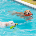 thumbnail image 5 of Dog Interactive Toys, Dog Water Toys, Bumper Chew Toys with Rope, Suitable for Summer Dog Outdoor Training and Playing B, 5 of 8