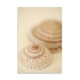 thumbnail image 2 of Sea Shells V, Fine Art Photograph By: Karyn Millet; One 24x36in Fine Art Paper Giclee Print, 2 of 4