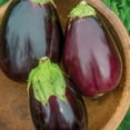 thumbnail image 3 of Burpee Organic Burpee's Black Beauty Eggplant Vegetable Seed, 1-Pack, Full Sun, Annual, 3 of 4