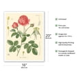 thumbnail image 2 of Cabbage Rose (Rosa Centifolia) - Köhler’s Medicinal Plants - Vintage Botanical Illustration by Hermann Adolf Köhler c.1883 - Fine Art Matte Paper Print (Unframed) 16x20in, 2 of 4