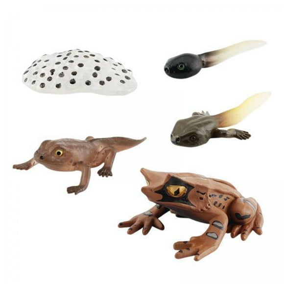 Xuanheng 2xMontessori Frogs Life Cycle Model Animals Cognitive Playset for Kids Project D