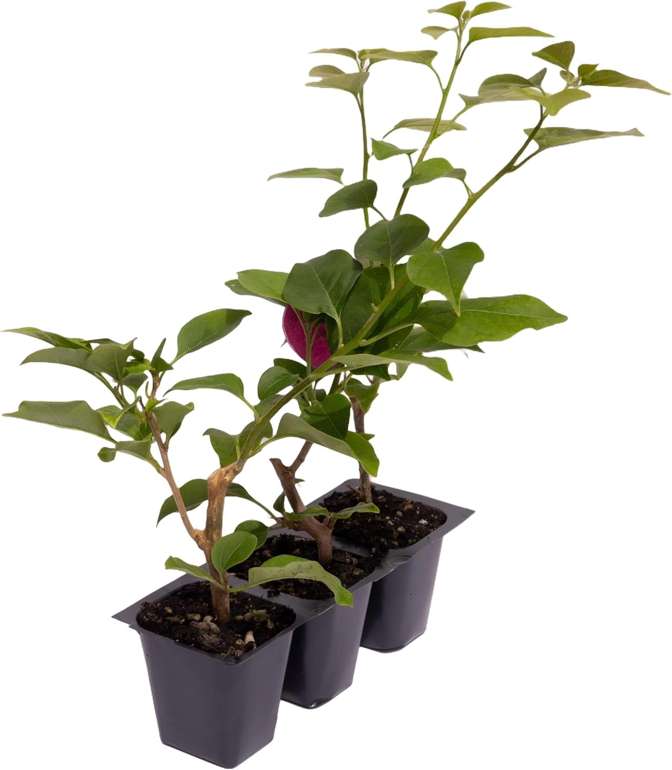 3 Barbara Karst Bougainvillea, Live Plants – Thriving in 2.5” Nursery Cubes – Stunning Red-Magenta Blooms, Versatile as a Vine or Shrub
