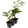 thumbnail image 3 of 3 Barbara Karst Bougainvillea, Live Plants – Thriving in 2.5” Nursery Cubes – Stunning Red-Magenta Blooms, Versatile as a Vine or Shrub, 3 of 9