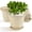 Beige, variant on FIASON 6 Pack 10 Inch Pink Embossed Plastic Plant Pots with Vine Patterns, Drainage Holes and Matching Saucers, Decorative Flower Planters for Indoor Outdoor Garden Patio Home Office Decor