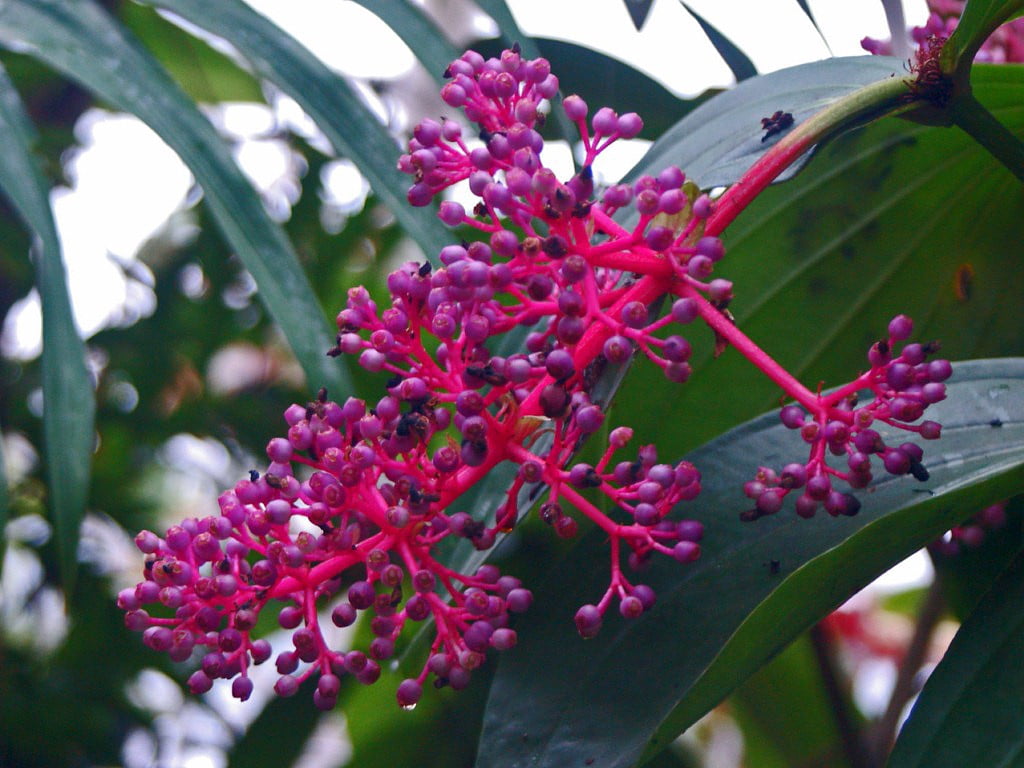 Kinabalu Malaysian Orchid Plant Medinilla Exotic 4" Pot