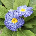 QAUZUY GARDEN 100 Rare OIF8 Primrose Seeds Rare Color, Unique Blooms