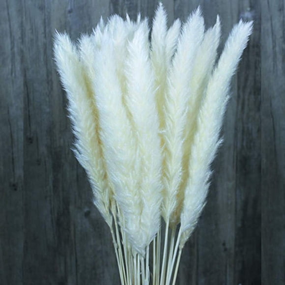 30/60 Pcs Herbe De Pampa De Fleurs Séchées Naturelles, Bouquet De Fleurs De Mariage, Bouquet De Phragmites Communis Pour Arrangements Floraux Décor À La Maison (Blanc, 30pcs)