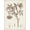 Unframed, variant on Art.com Antique Sepia Botanicals I Art Print by 0 Unknown, 12" x 16"