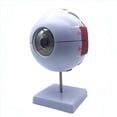 thumbnail image 4 of 3piezas Modelo Anatómico de Ojo Humano Ampliado 6X, Modelo de Ojo Anatómicamente Preciso Anatomía de Ojo Humano para Estudio de Aula de, 4 of 5