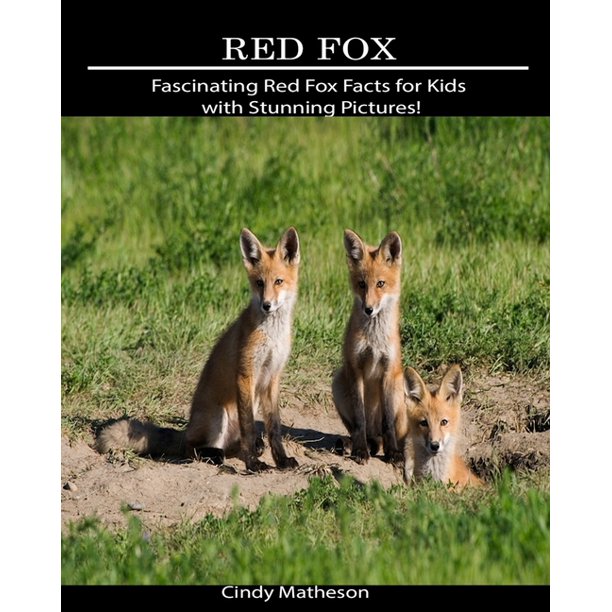 Red Fox Fascinating Red Fox Facts for Kids with Stunning Pictures