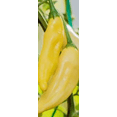 thumbnail image 3 of Lemon Drop Hot Pepper Plant - 2.5" Pot - Citrusy Heat, 3 of 4