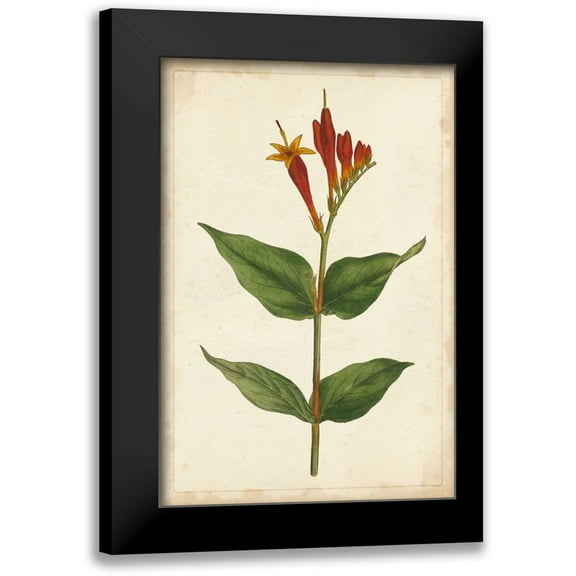 Unknown 11x14 Black Modern Framed Museum Art Print Titled - Vibrant Curtis Botanicals III