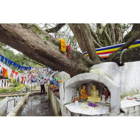 Shrine on a Bodhi Tree, UNESCO World Heritage Site, Kandy, Hill Country, Sri Lanka, Asia Print Wall Art By Christian