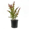 thumbnail image 4 of Bloomables 2.25 gal. Crape Myrtle Enduring Lavender Shrub with Lavender Flowers, 4 of 6