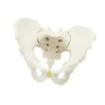 thumbnail image 2 of Modelo de pelvis masculina,Modelo médico de esqueleto modelo de pelvis masculina,Modelo de esqueleto masculino Modelo de pelvis masculina flexible,Modelo de esqueleto flexible Modelo pélvico, 2 of 9