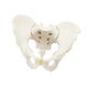 thumbnail image 2 of Modelo de pelvis masculina,Modelo médico de esqueleto modelo de pelvis masculina,Modelo de esqueleto masculino Modelo de pelvis masculina flexible,Modelo de esqueleto flexible Modelo pélvico, 2 of 9