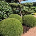 thumbnail image 2 of Green Velvet Boxwood Starter Hedge Kit Dormant Bare Root Starter Shrubs - 25 starter plants per offer, measuring 6 to 9 inches tall, 2 of 5
