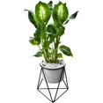 thumbnail image 1 of Macetas para interiores, cuenco redondo de cerámica moderno para jardín de 6 pulgadas con soporte de metal para plantas de aire para cactus, macetas suculentas (blanco + negro), 1 of 5
