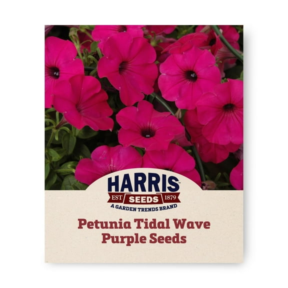 Harris Seeds - Petunia Tidal Wave Purple F1 Seeds - Shrub-Like Shape - 25 Pelleted Seeds