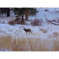 thumbnail image 2 of Popcorn 14x12 Gold Ornate Wood Framed with Double Matting Museum Art Print Titled - Estes Park 3: Elk Calf, 2 of 4