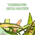 thumbnail image 2 of Variegated Hoya wayetii, Very Rare Limited Live Plant, Super Filled in 4 inch Pot, 2 of 9