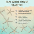 thumbnail image 2 of Starfish Decor Nautical Crush Trading, paquete de 20 unidades de 5 a 8 cm, color blanco, 2 of 9