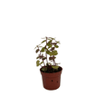 thumbnail image 3 of Copper Jewel Vine - Turtle Vine - Inch Plant - Callisia - House Plant - 2.5" Pot, 3 of 4