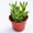 1 Plant, variant on Zanzibar Aloe - Tiger Tooth Aloe - Live Starter Plant in a 2 Inch Pot - Aloe Juvenna - Easy Care Indoor Outdoor Ornamental Succulent