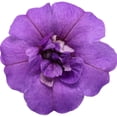 thumbnail image 6 of Proven Winners 4" Superbells Double Blue Calibrachoa Live Plant in 4.25" Pot (4 Count), 6 of 6