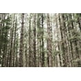 thumbnail image 2 of Marshall, Laura 32x23 White Modern Wood Framed Museum Art Print Titled - Mossy Pines, 2 of 4