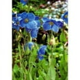 thumbnail image 2 of Lingholm Blue Himalayan Poppy 20 Seeds - Meconopsis - Hardy Perennial, 2 of 2