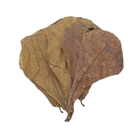Water Purification Tablets and Natural Catappa Leaves for Aquarium Environments