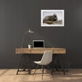 thumbnail image 3 of Paulson, Don 14x11 White Modern Wood Framed Museum Art Print Titled - South Georgia Island Bull elephant seal, 3 of 4