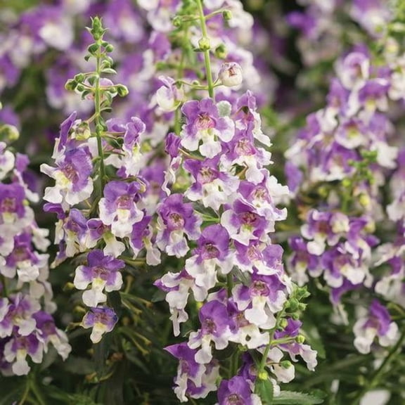 200 Blue White Snapdragon Seeds Flower Perennial Flowers Seed 310 US SELLER 1194
