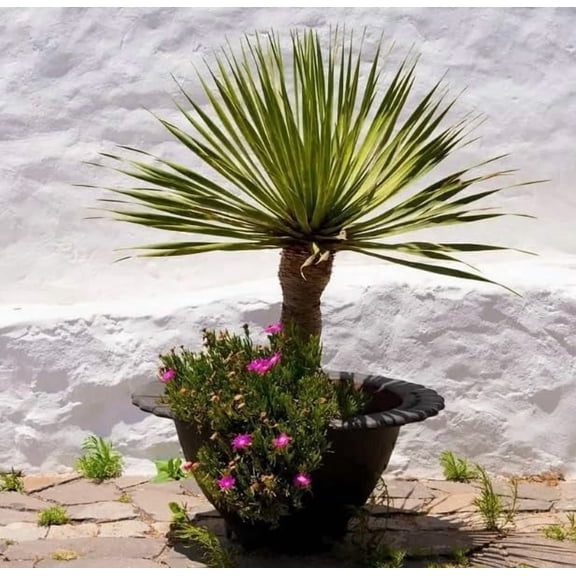 5 Sword Palm Bonsai Tree Seeds, Does Well Indoors