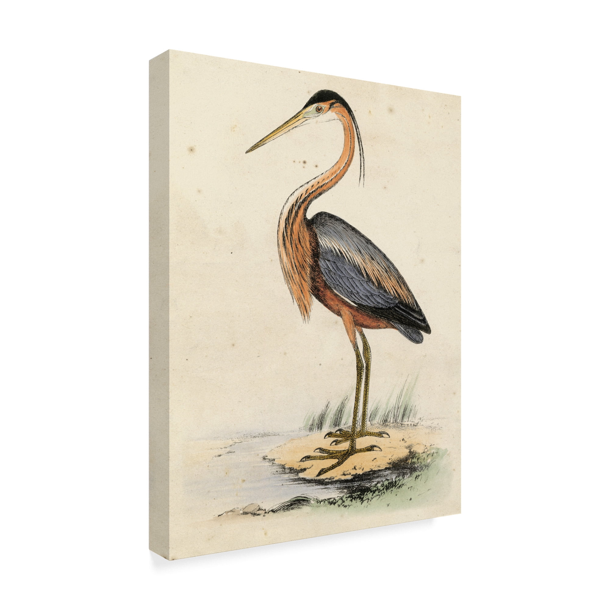 Trademark Fine Art 'Antique Heron II' Canvas Art by Unknown