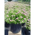 thumbnail image 5 of Little Princess Spirea, 5 of 5