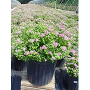 Little Princess Spirea