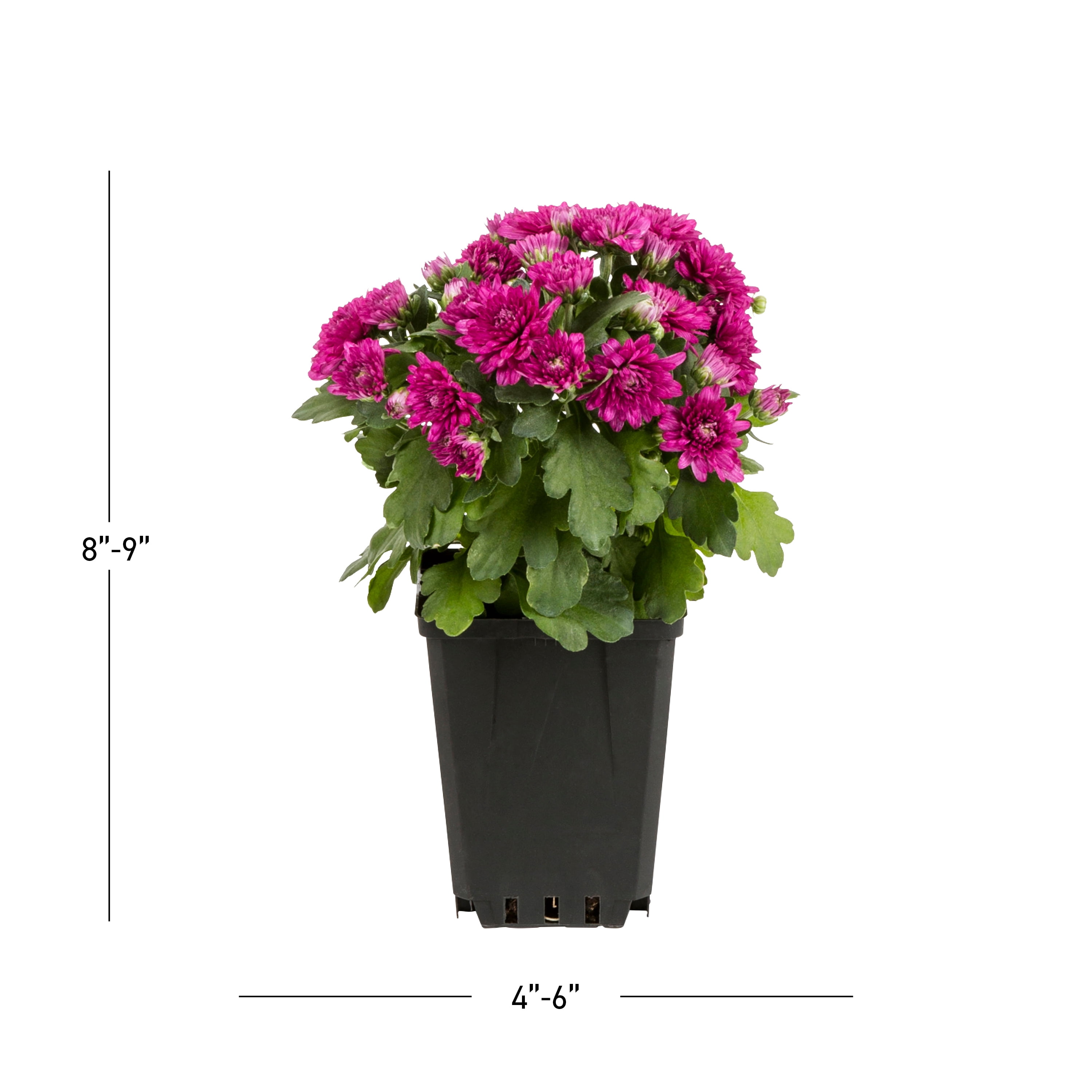 Expert Gardener Purple Garden Mum Live Plants, 8 in Grower Pots, 5 Count