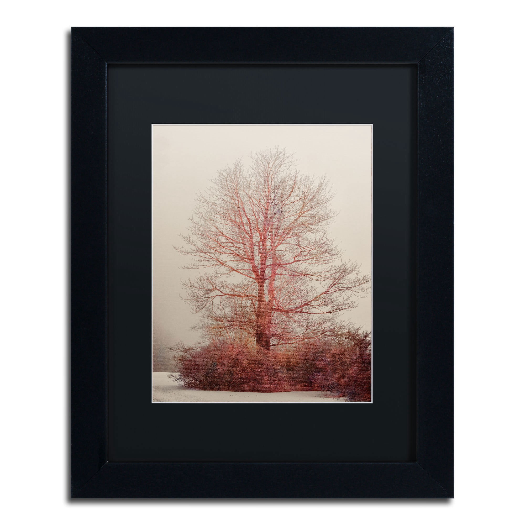Trademark Fine Art "A-Blush in the Fog" Canvas Art by Lois Bryan, Black Mat, Black Frame