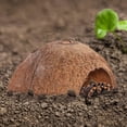 thumbnail image 2 of Reptile Hideouts Coconut Shell Lizard Terrarium 2Pcs 4.7In, 2 of 9