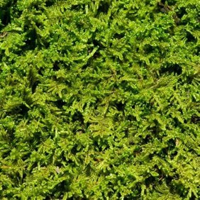 Sheet Moss Perfect for Terrariums & Bonsai Decor