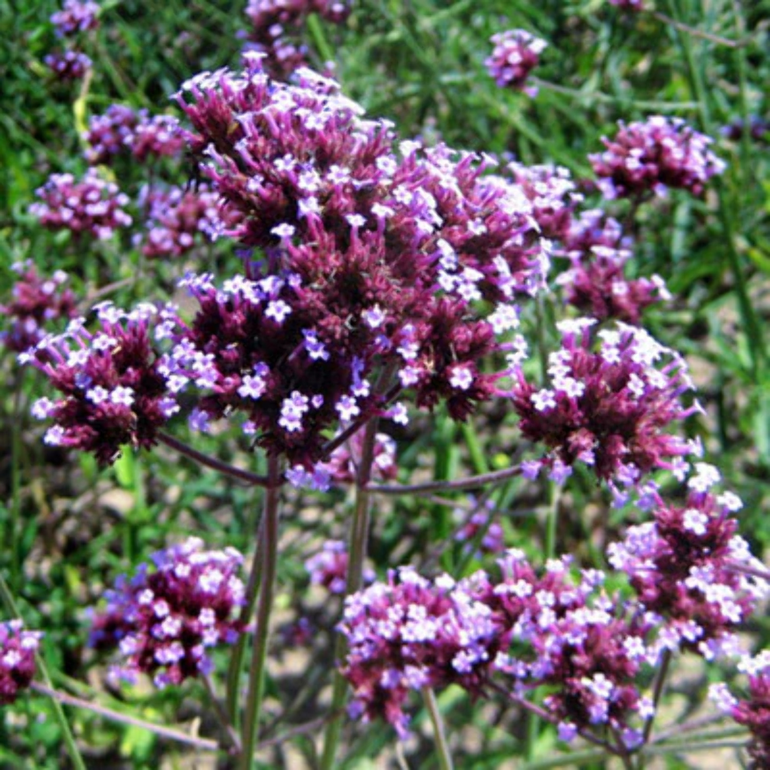 Verbena Bonariensis Finesse Seed - Walmart.com