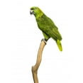 thumbnail image 2 of Yellow-naped Parrot 6 Years Wall Mural by Wallmonkeys Peel and Stick Graphic (18 in H x 13 in W) WM331578, 2 of 4