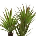 thumbnail image 5 of DecMode 11" Artificial Agave Plant in Realistic Leaves and White Ceramic Pot, 5 of 7
