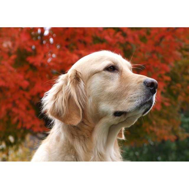 Taladro Pintura Diamante (DE5808) Golden Retriever 5D DIY Imagen Completa Rhinestone Kit 50x70cm Hugtrwg Para estrenar